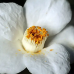 Thai Chamanard Travel Ritual