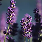 Travel Ritual Essentials