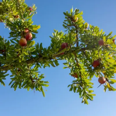 Thai Chamanard Travel Ritual