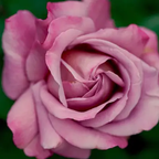 Rose and Ginseng Travel Set