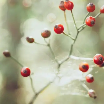 Rose and Ginseng Travel Set